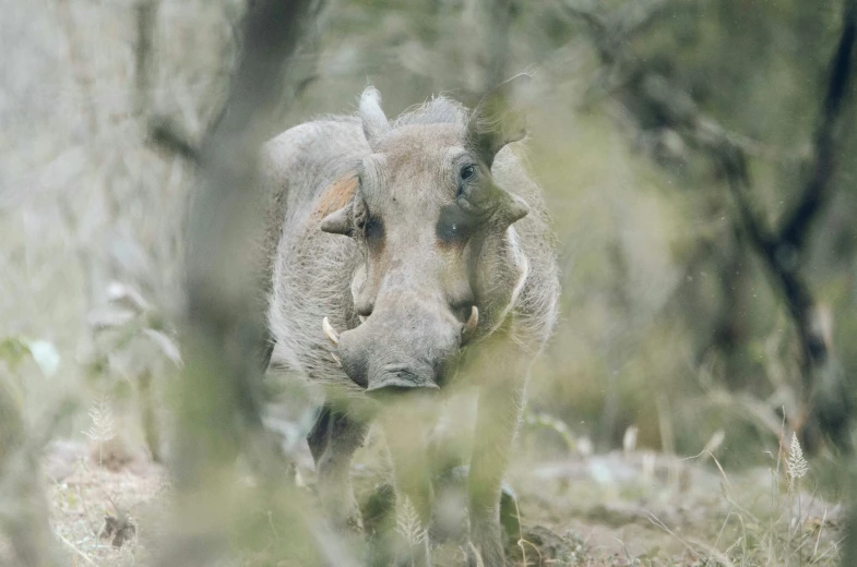 a small animal walking through some trees