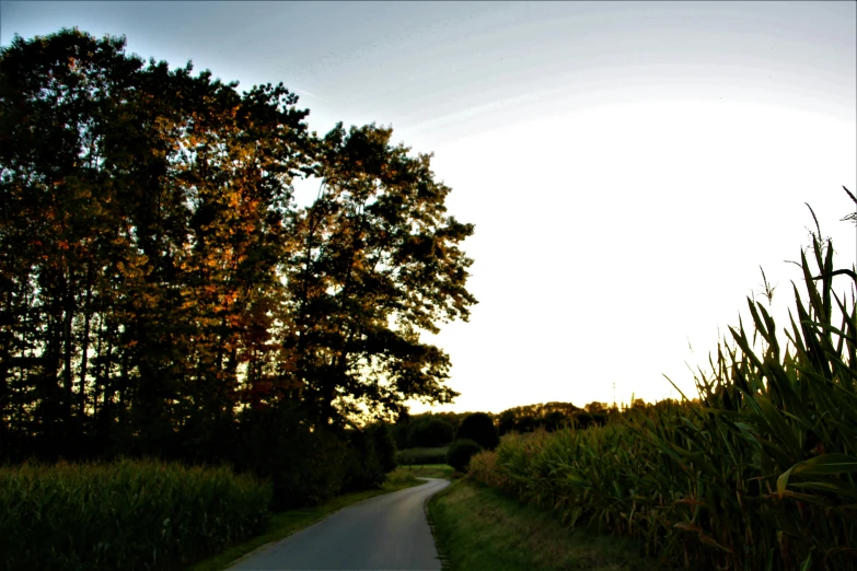 an empty road leading through the forest during the sun