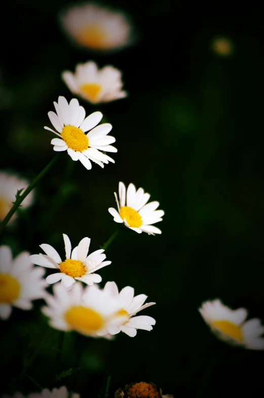 white flowers blooming all over on a sunny day