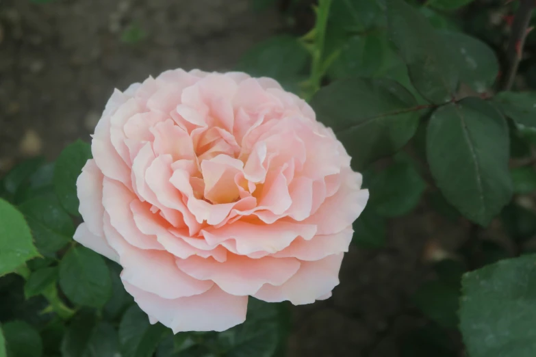 this flower is just beginning to bloom, but has little leaves on it