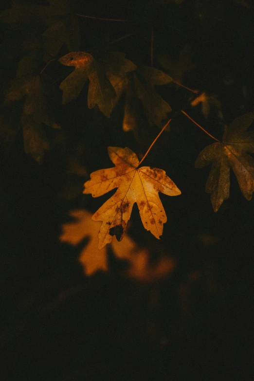 a leaf is lit up by a light