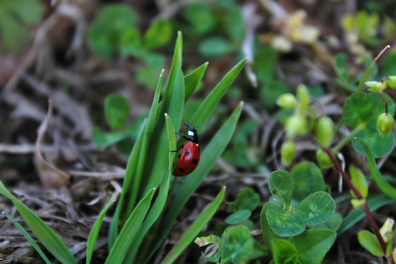 a little lady bug crawling through the grass