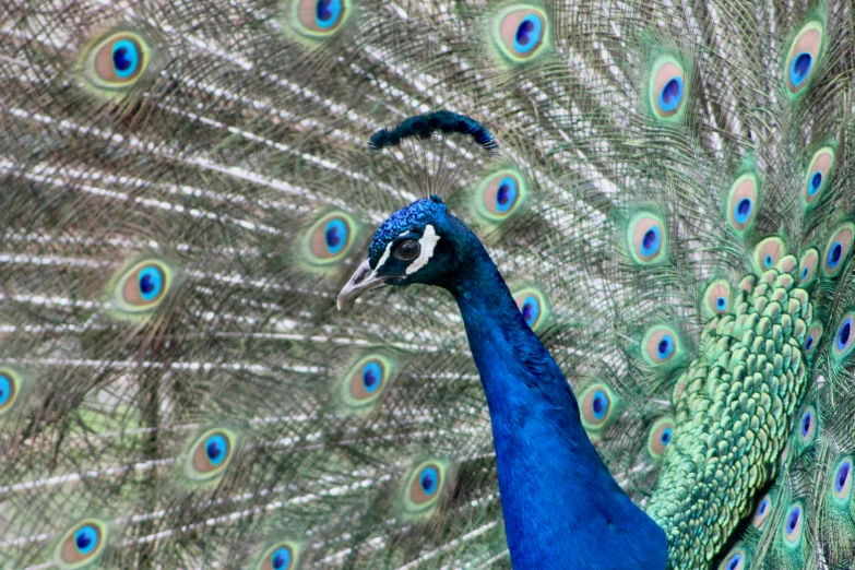 a blue peacock with his tail feathers spread out