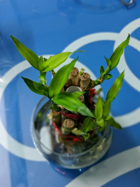 a small glass vase with plants inside it