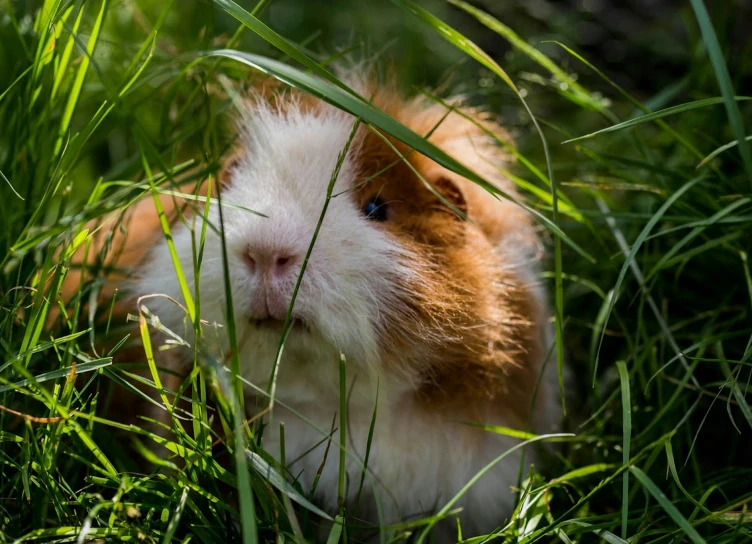 the hamster is sitting in the tall grass