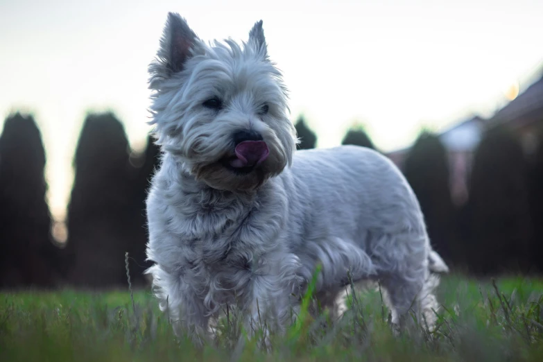 a white dog is standing in the grass