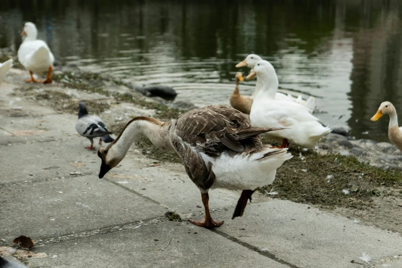 a flock of ducks standing next to a body of water