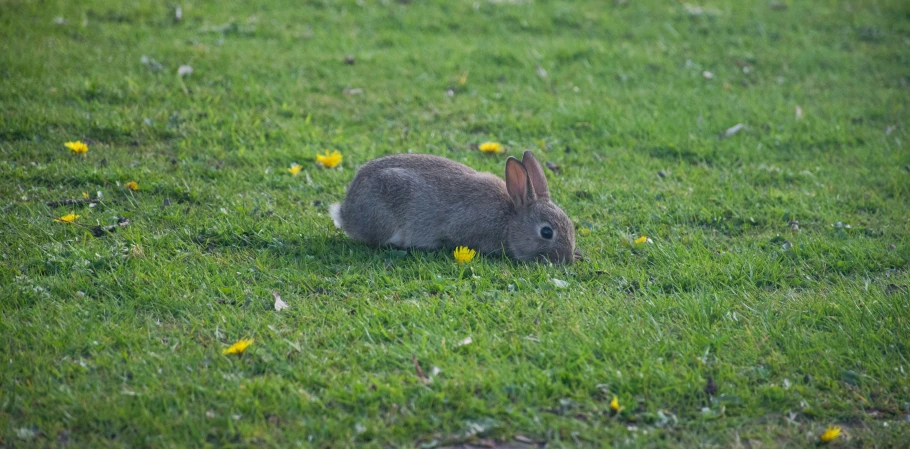 a bunny rabbit is sitting in the grass