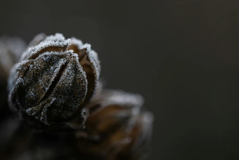 a close up view of frost covered pine cones