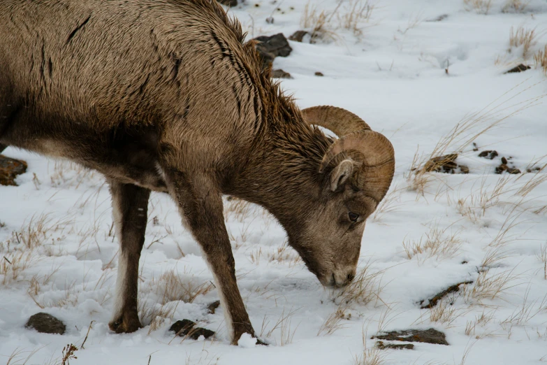 an animal is standing in the snow eating