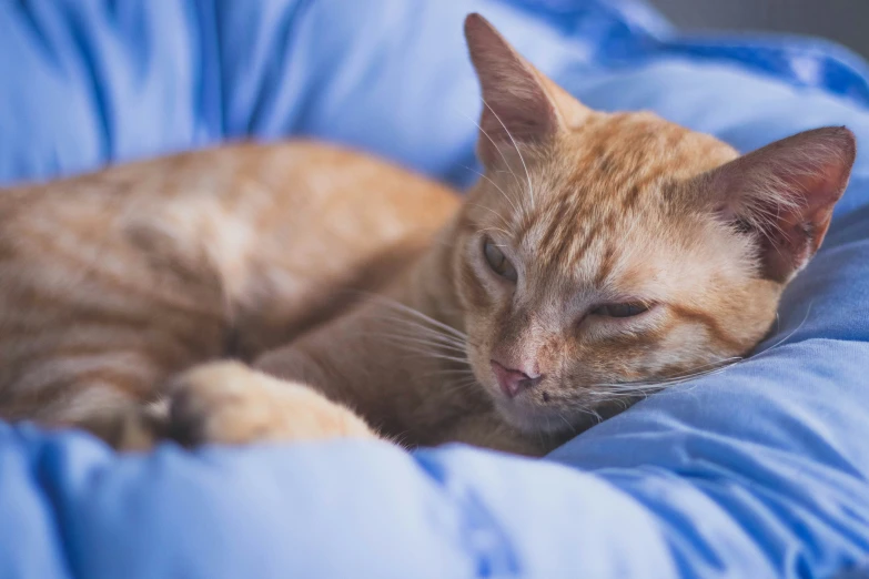 an orange cat sleeping on a blue blanket