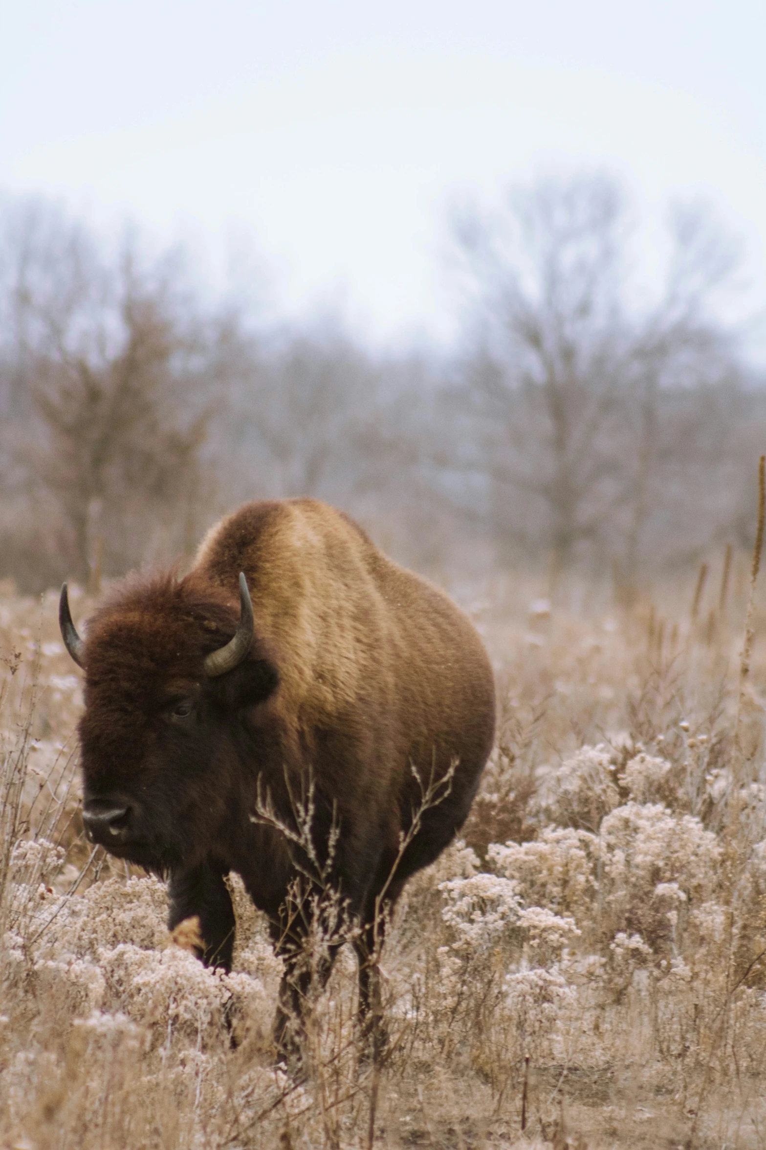 a brown buffalo standing in the middle of the grass