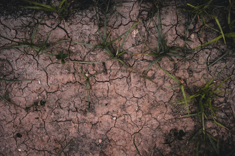 the soil has plants growing on it, and looks like dirt