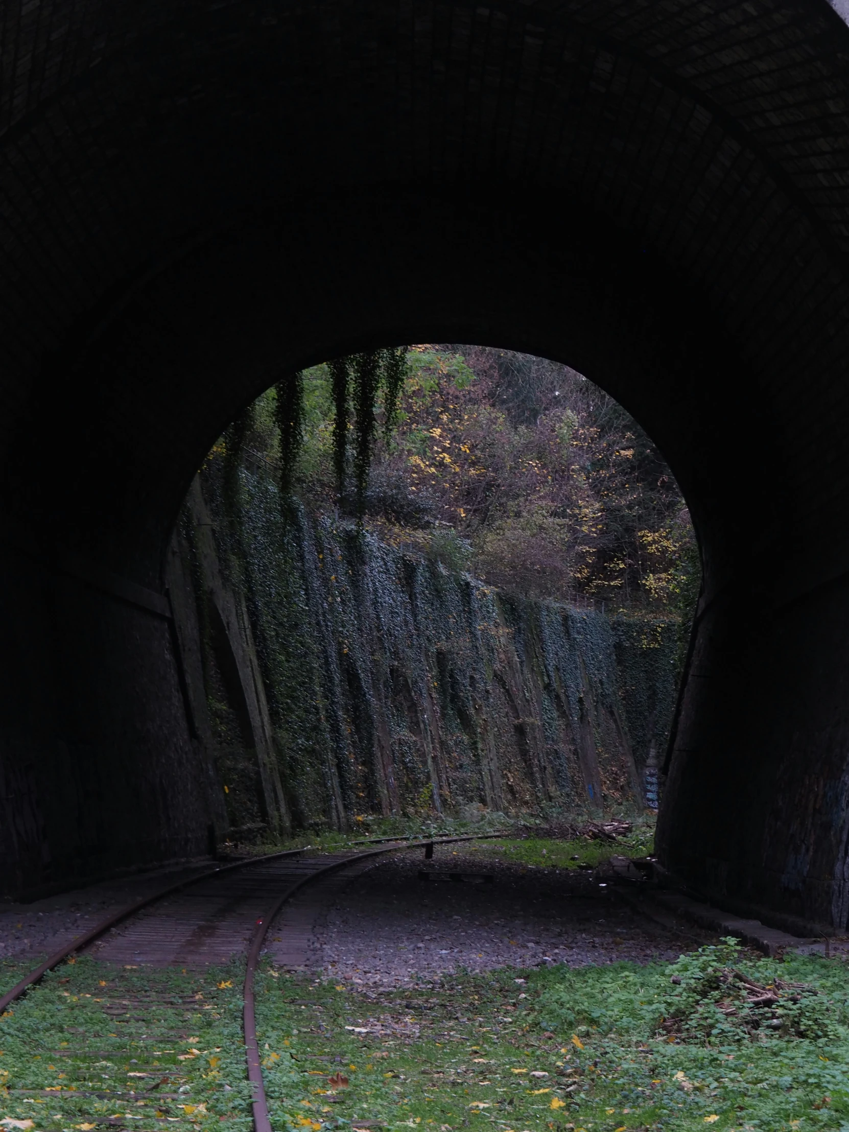 this is a dark tunnel with lush grass