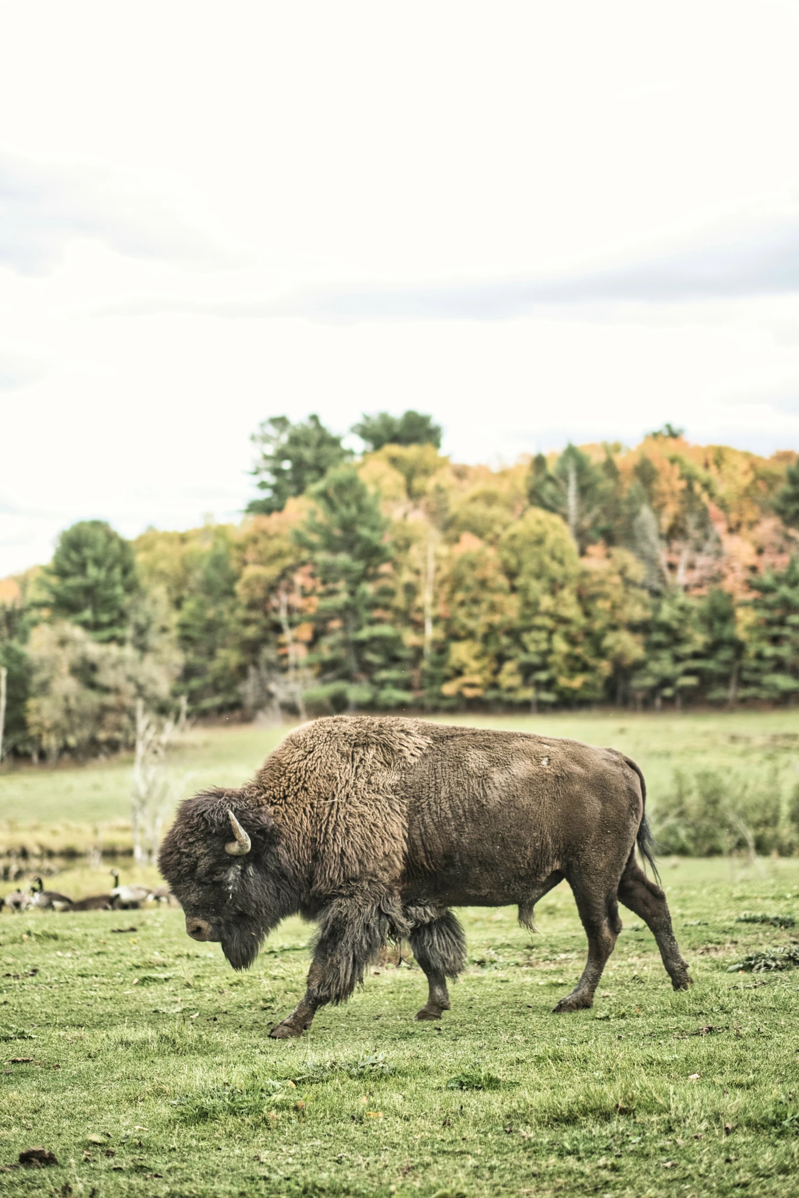 a buffalo grazes on grass in a field with colorful trees