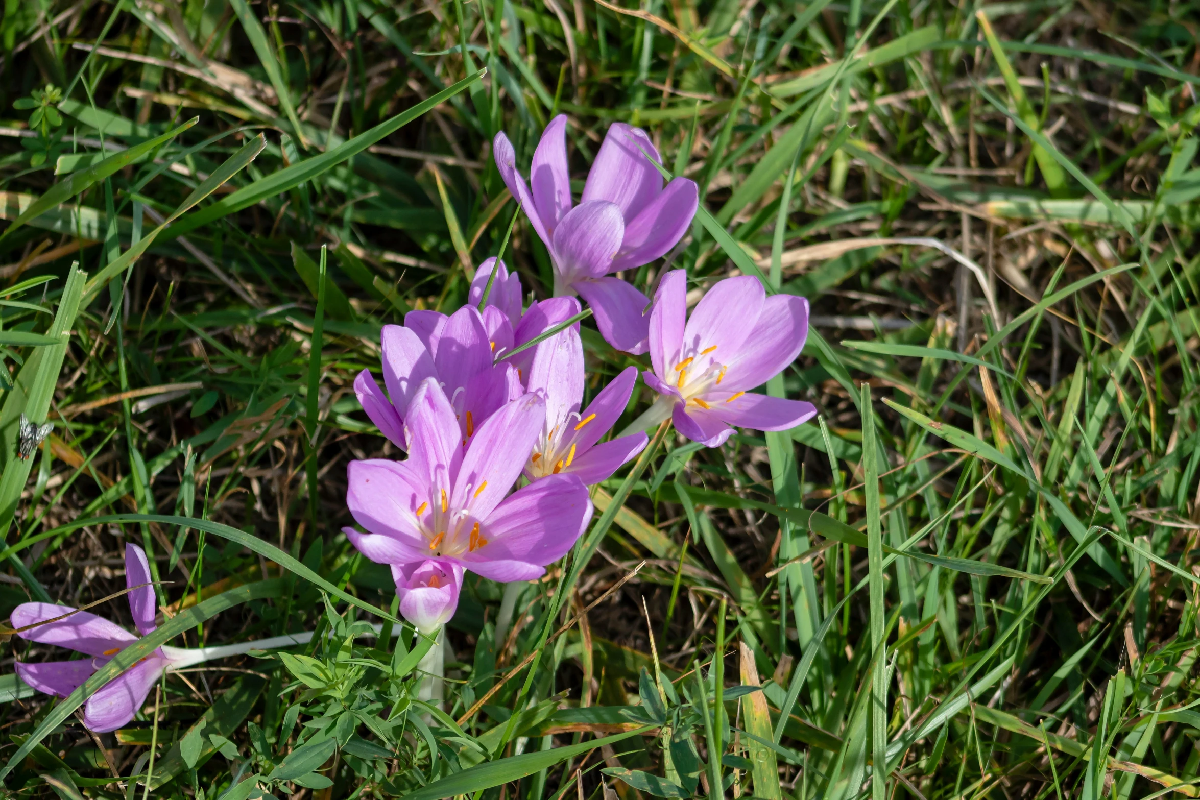 a field of purple flowers sitting on top of grass