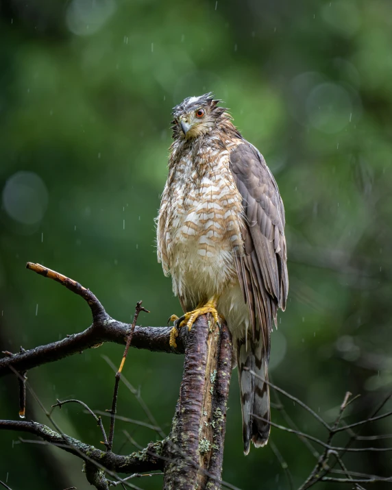 a hawk perches on the nch of a tree during a rain shower
