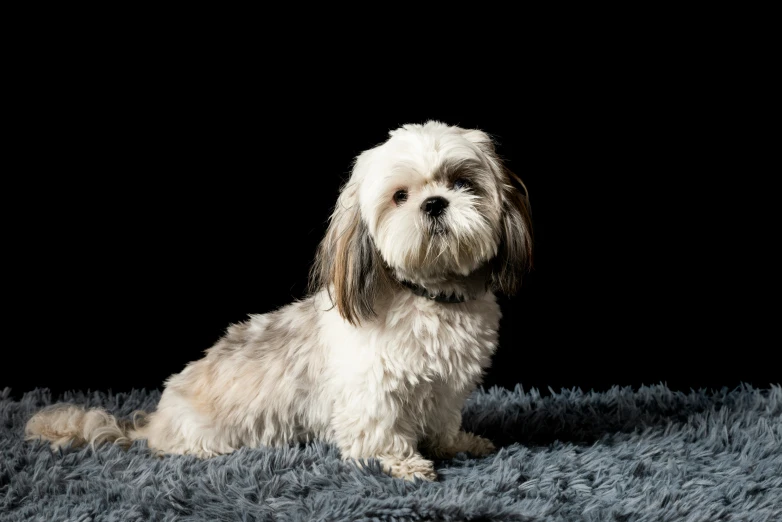 dog sitting on rug in front of black background