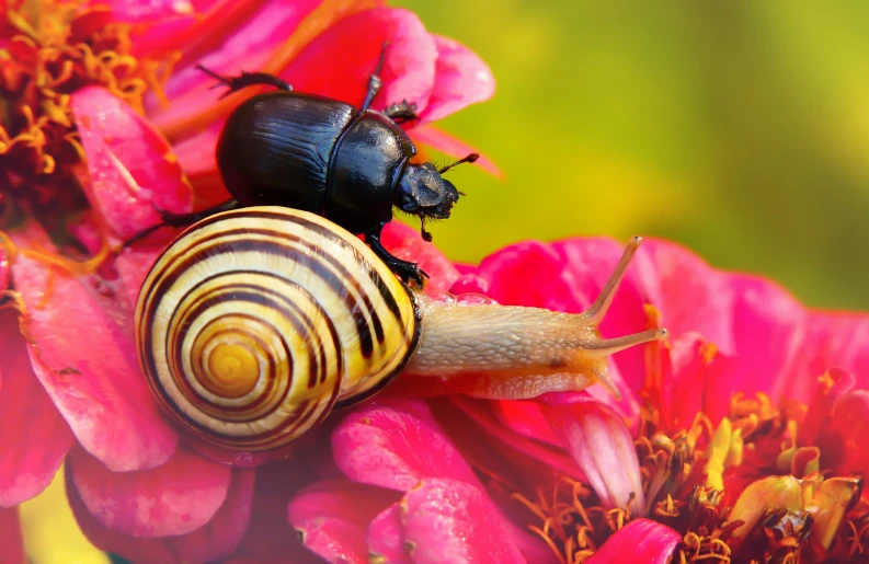 two black bugs on the tip of a flower