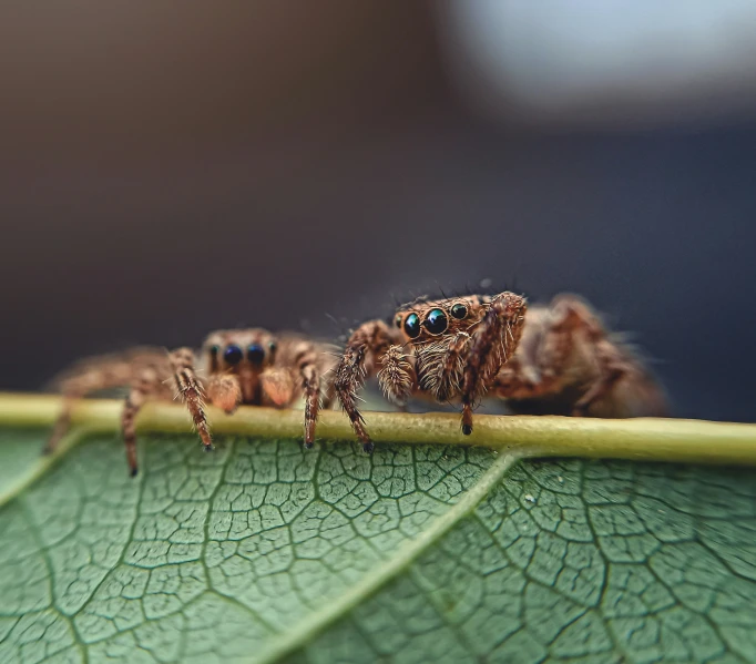 a close - up of the top end of a spider