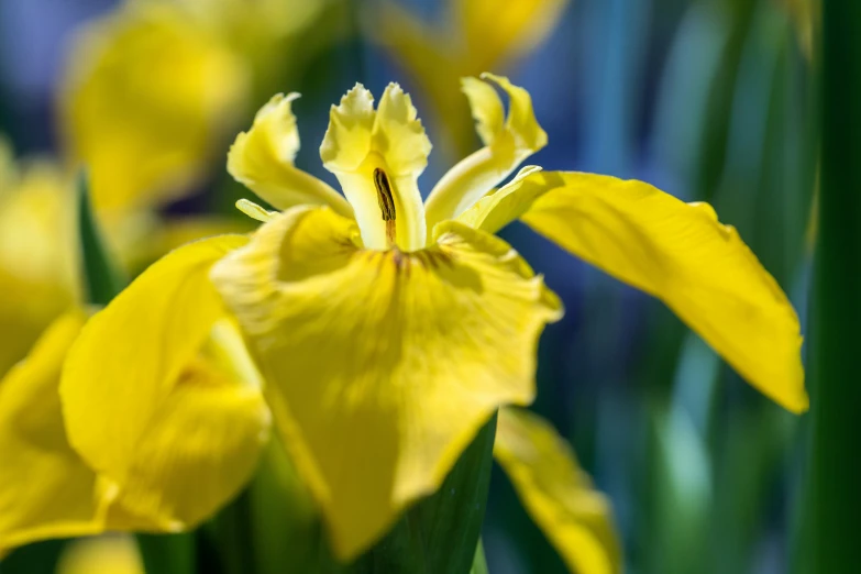 the flower is almost ready to be eaten