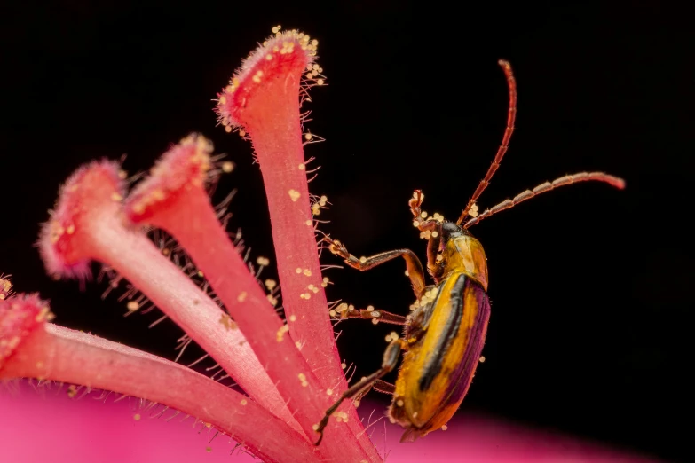 a large yellow and black insect on a pink flower