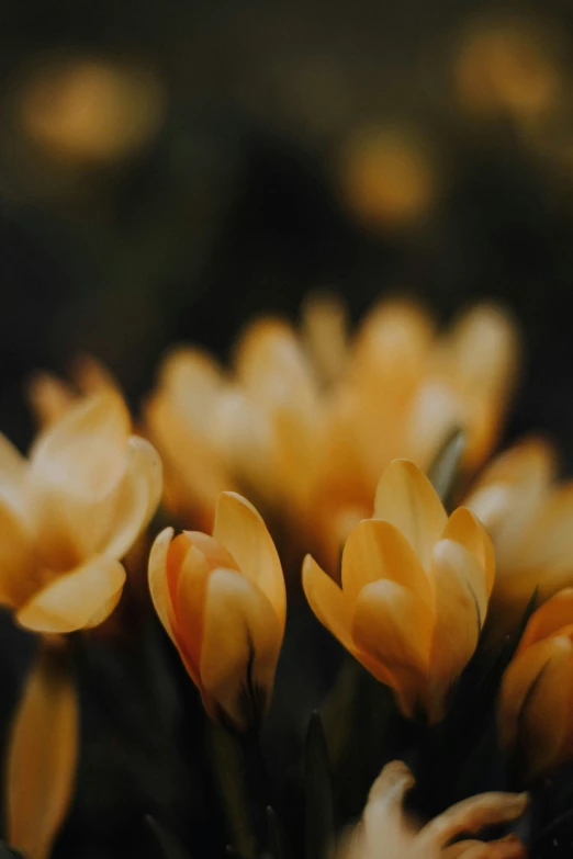 a yellow tulip is in the foreground, in the middle of a group of tulips