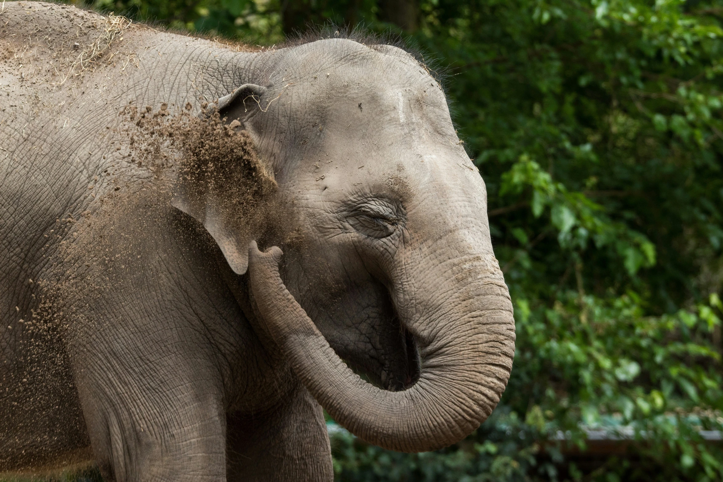 an elephant is in dirt and has its trunk spread out