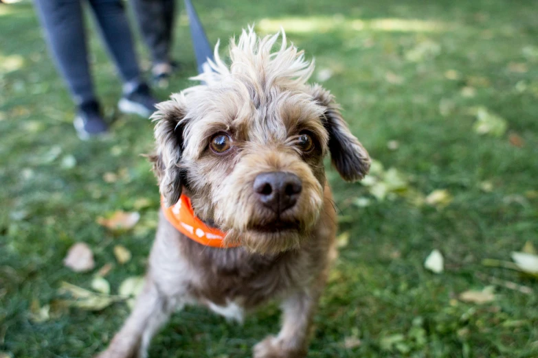 a small dog sitting in a field with its ears on top of its head