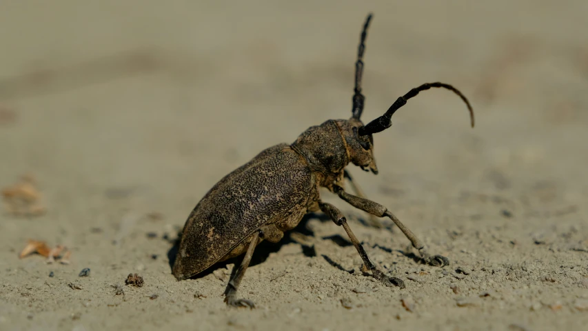 a bug with long horns and large legs walks in the sand
