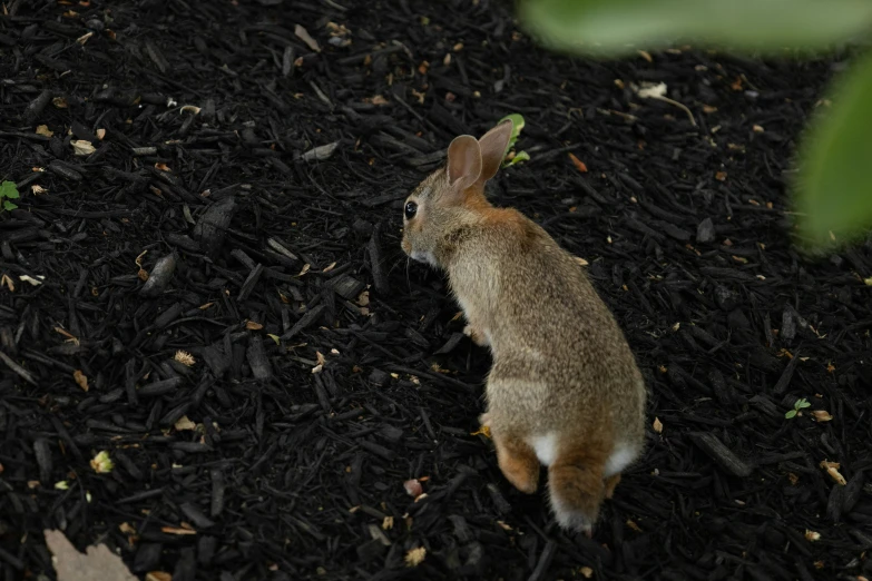 a rabbit is in the dirt looking at soing