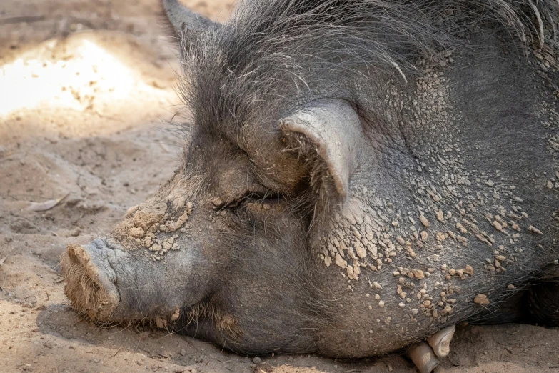 an image of a boar curled up