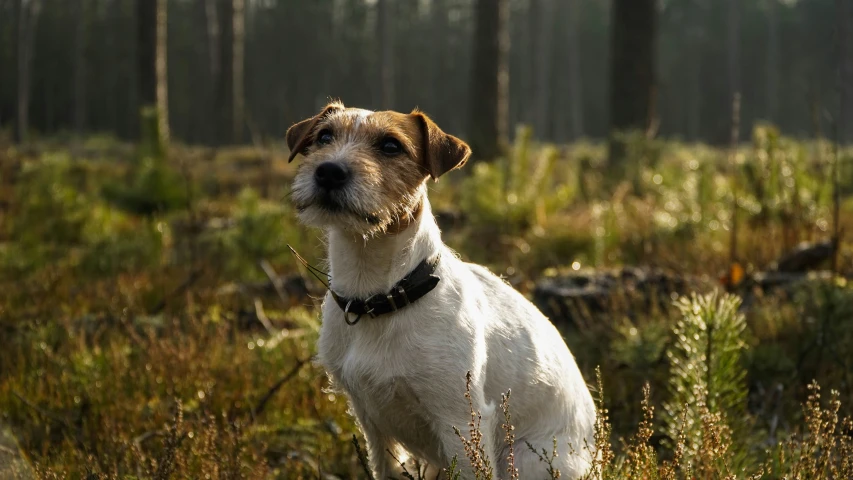 a dog sitting in the grass near trees