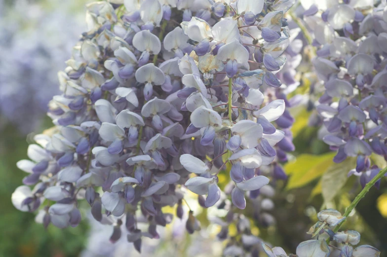 the lilac plant is purple in color