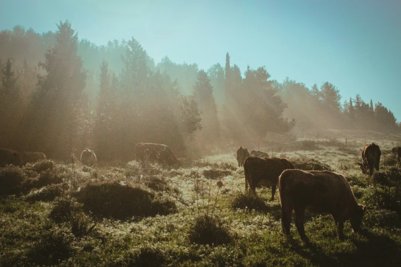 a group of animals grazing in a pasture