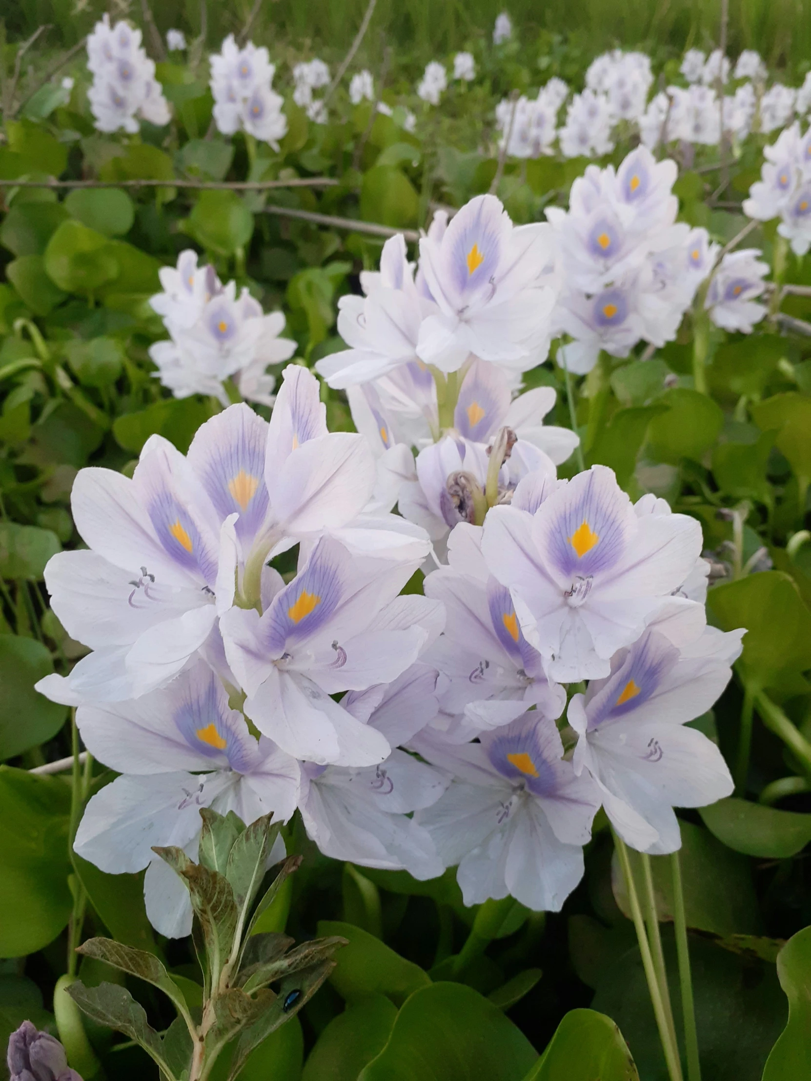 a group of flowers that are in the grass