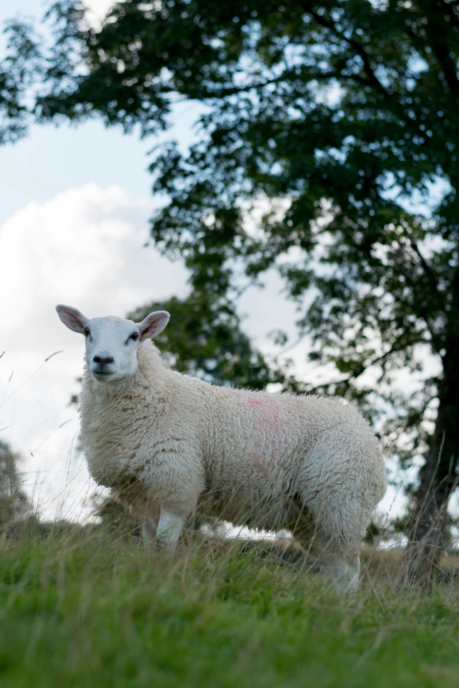 a sheep with very wooly looking out in a field