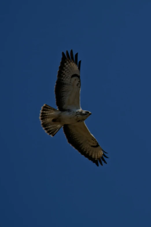 an bird in flight with it's wings spread wide