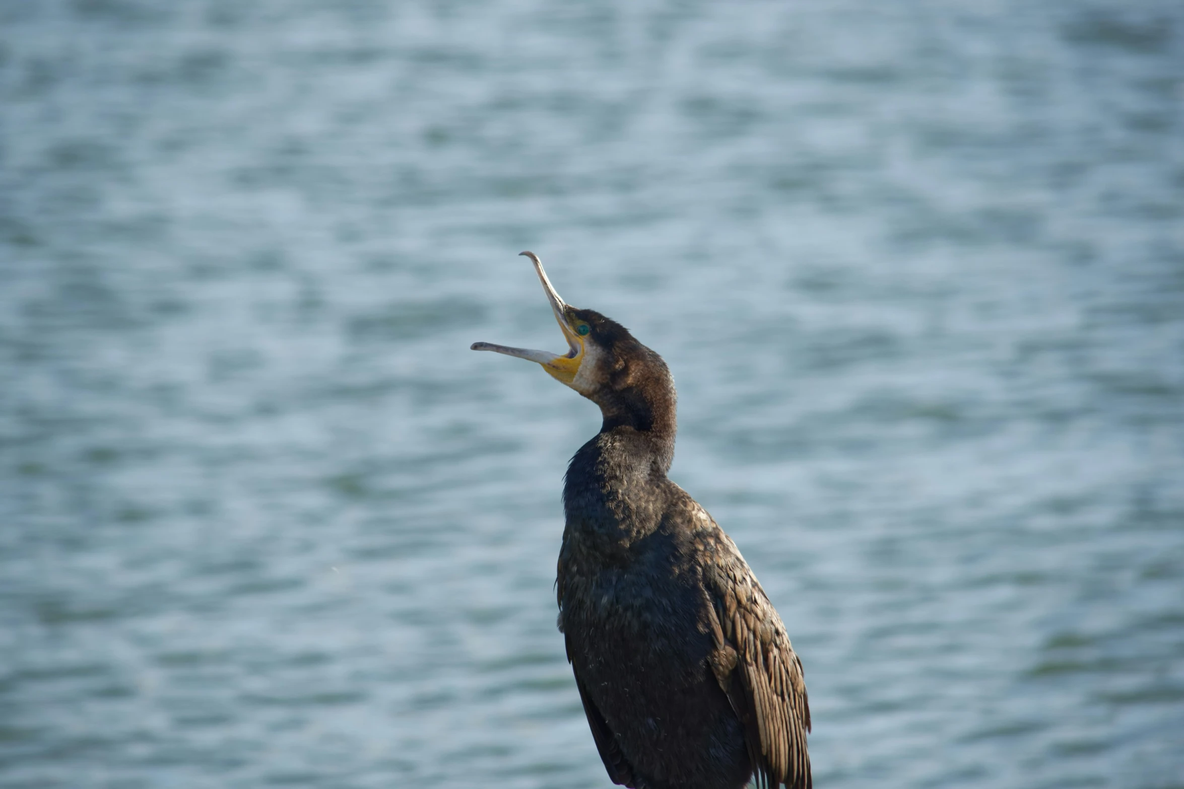 a bird with a fish in it's mouth looking at water