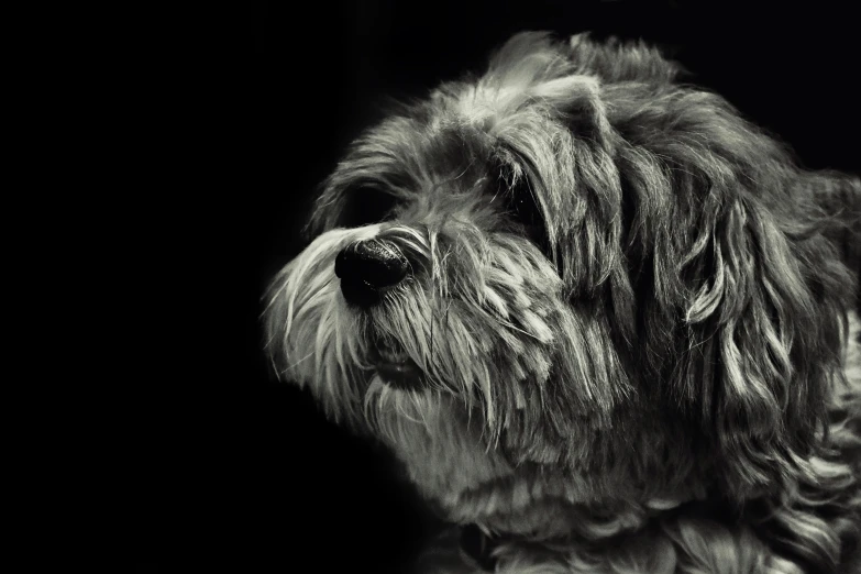 a gy haired black dog looking into the camera