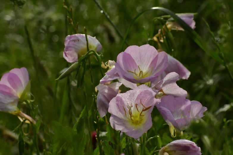 some purple flowers that are in some tall grass