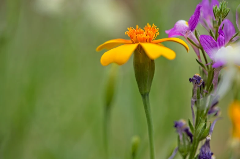 yellow and purple flowers are seen growing in a field