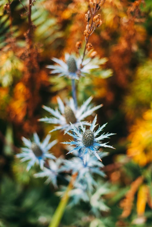 a close up of a bunch of flowers