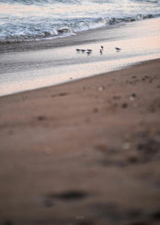 three small birds walk along the beach as waves go in