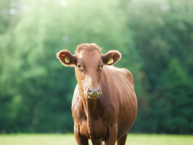 a brown cow standing in a green pasture