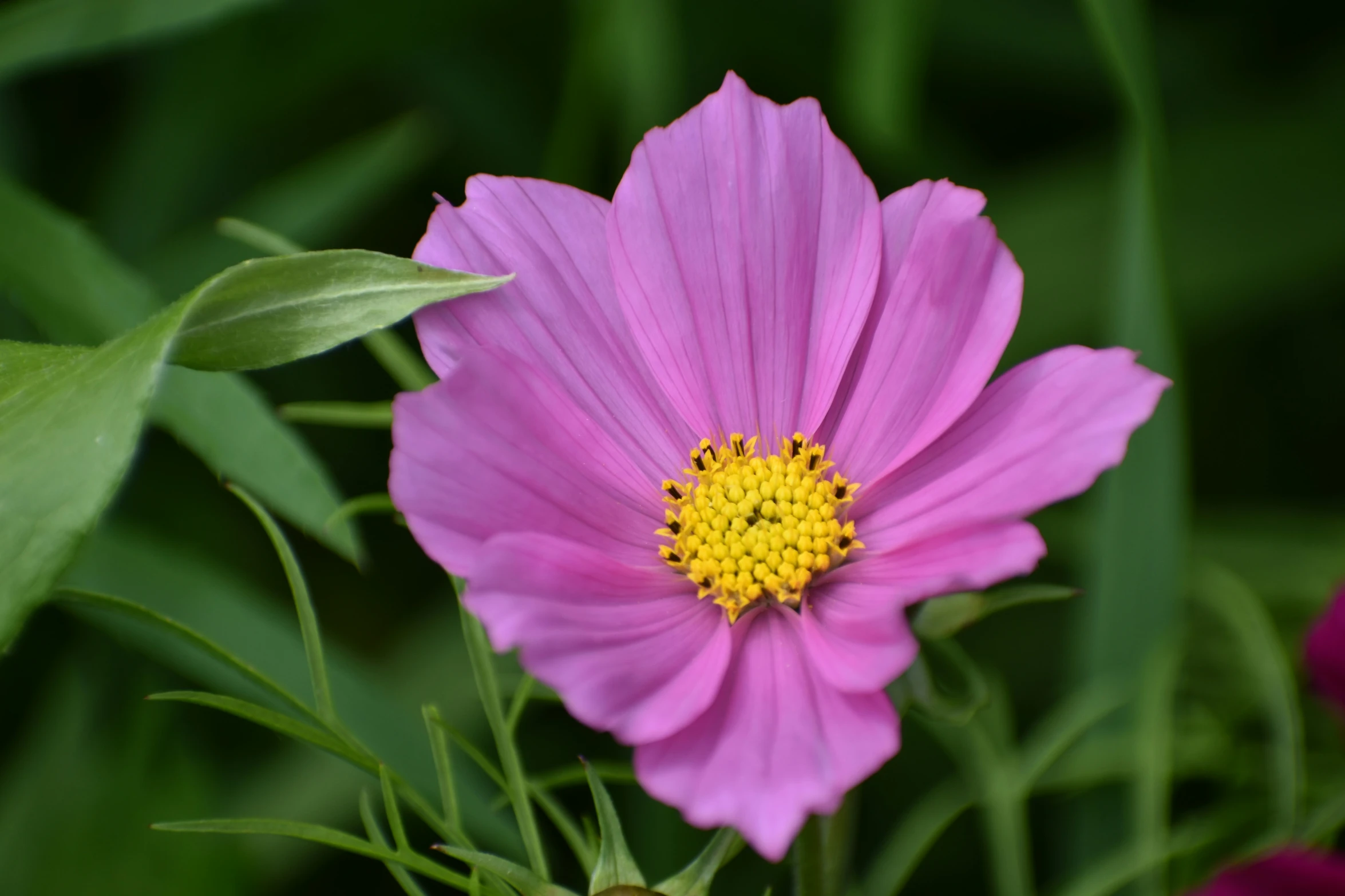 two bright pink flowers on a leafy stem