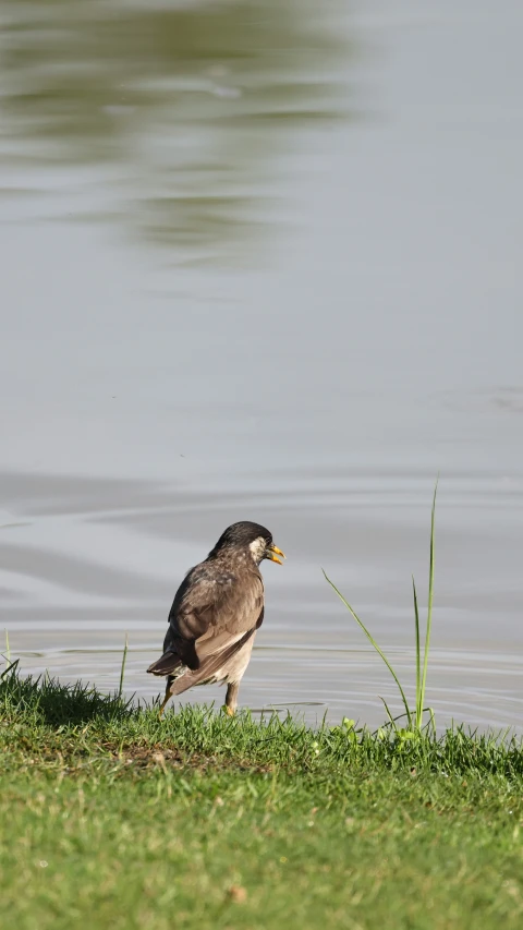 bird standing at the edge of a body of water