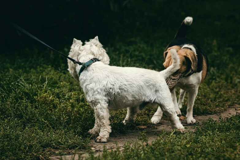 a dog is trying to lead another dog on a leash