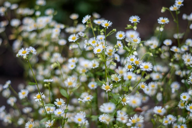 the plant in the picture is a small bunch