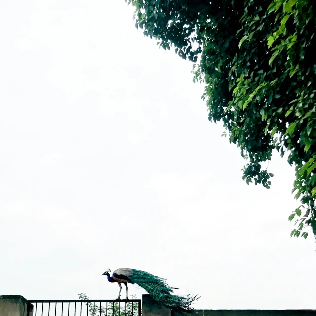 a tall bird standing on top of a gate